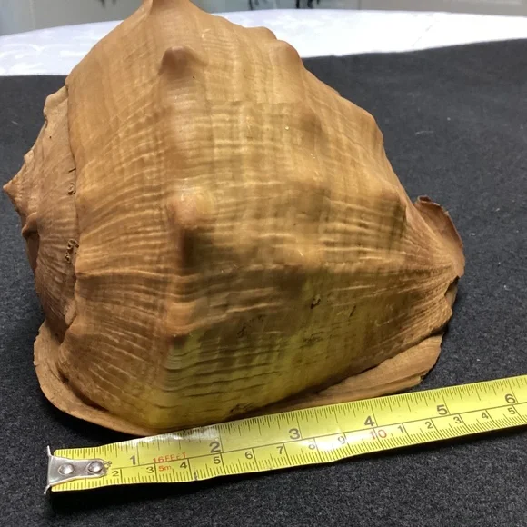 Rare XL Vintage Florida SEA SHELL. HISTORY ARTICLE TOO HELMET SHELL OLD !!! - Picture 5 of 11